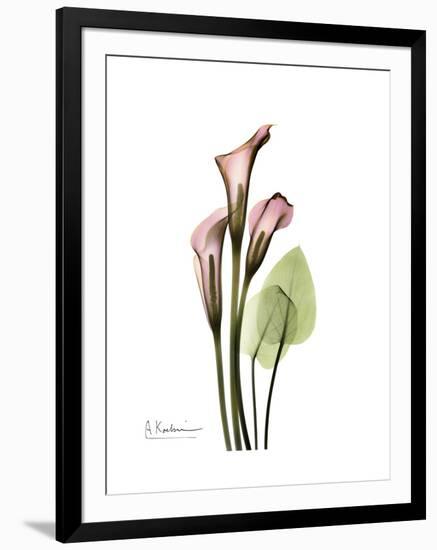 Pink Calla Lily Portrait-Albert Koetsier-Framed Premium Giclee Print