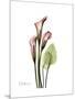 Pink Calla Lily Portrait-Albert Koetsier-Mounted Premium Giclee Print