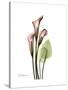 Pink Calla Lily Portrait-Albert Koetsier-Stretched Canvas