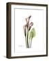 Pink Calla Lily Portrait-Albert Koetsier-Framed Premium Giclee Print