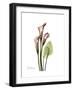 Pink Calla Lily Portrait-Albert Koetsier-Framed Premium Giclee Print