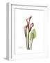 Pink Calla Lily Portrait-Albert Koetsier-Framed Premium Giclee Print