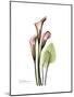 Pink Calla Lily Portrait-Albert Koetsier-Mounted Premium Giclee Print