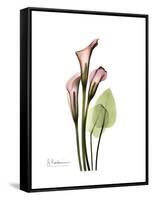 Pink Calla Lily Portrait-Albert Koetsier-Framed Stretched Canvas