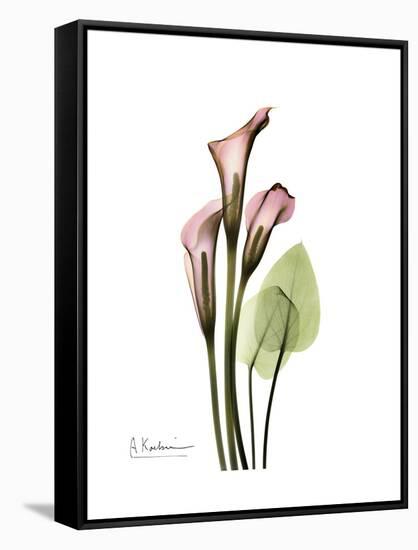 Pink Calla Lily Portrait-Albert Koetsier-Framed Stretched Canvas