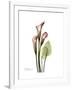 Pink Calla Lily Portrait-Albert Koetsier-Framed Premium Giclee Print