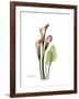 Pink Calla Lily Portrait-Albert Koetsier-Framed Premium Giclee Print