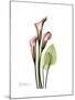 Pink Calla Lily Portrait-Albert Koetsier-Mounted Premium Giclee Print