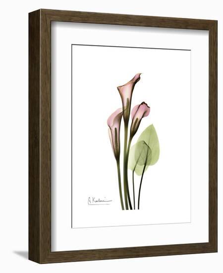 Pink Calla Lily Portrait-Albert Koetsier-Framed Premium Giclee Print