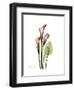 Pink Calla Lily Portrait-Albert Koetsier-Framed Premium Giclee Print