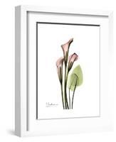 Pink Calla Lily Portrait-Albert Koetsier-Framed Premium Giclee Print