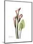 Pink Calla Lily Portrait-Albert Koetsier-Mounted Premium Giclee Print