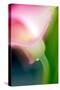 Pink Calla-Ursula Abresch-Stretched Canvas