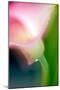 Pink Calla-Ursula Abresch-Mounted Photographic Print