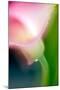 Pink Calla-Ursula Abresch-Mounted Photographic Print