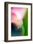 Pink Calla-Ursula Abresch-Framed Photographic Print