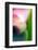 Pink Calla-Ursula Abresch-Framed Photographic Print