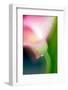 Pink Calla-Ursula Abresch-Framed Photographic Print