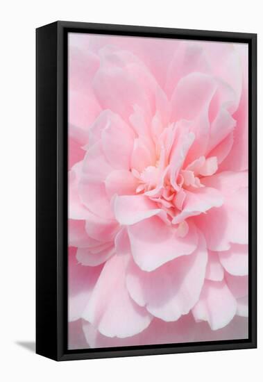 Pink Camellia Flower (Photography)-null-Framed Stretched Canvas