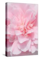 Pink Camellia Flower (Photography)-null-Stretched Canvas