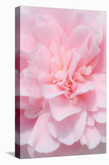 Pink Camellia Flower (Photography)-null-Stretched Canvas