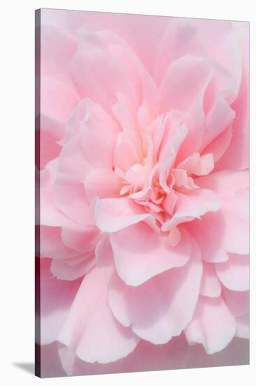 Pink Camellia Flower (Photography)-null-Stretched Canvas