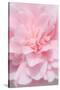 Pink Camellia Flower (Photography)-null-Stretched Canvas