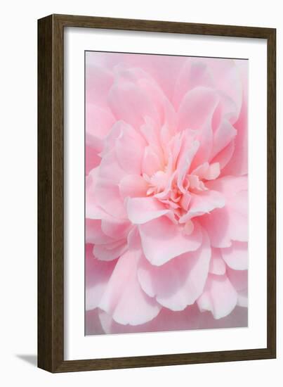 Pink Camellia Flower (Photography)-null-Framed Giclee Print