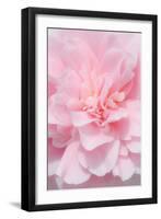 Pink Camellia Flower (Photography)-null-Framed Giclee Print