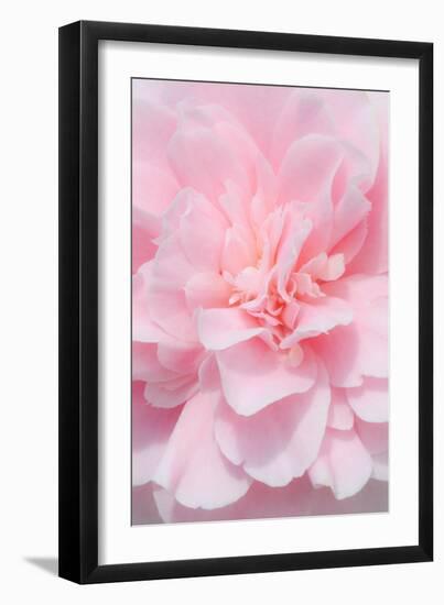 Pink Camellia Flower (Photography)-null-Framed Giclee Print