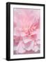 Pink Camellia Flower (Photography)-null-Framed Giclee Print