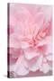 Pink Camellia Flower (Photography)-null-Stretched Canvas