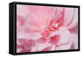Pink Camellia Flower (Photography)-null-Framed Stretched Canvas