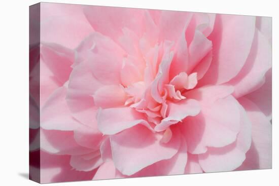 Pink Camellia Flower (Photography)-null-Stretched Canvas