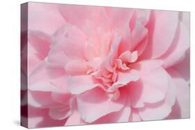 Pink Camellia Flower (Photography)-null-Stretched Canvas