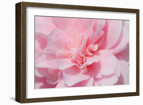 Pink Camellia Flower (Photography)-null-Framed Giclee Print