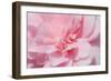 Pink Camellia Flower (Photography)-null-Framed Giclee Print