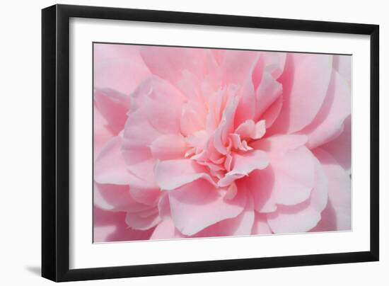 Pink Camellia Flower (Photography)-null-Framed Giclee Print