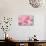 Pink Camellia Flower (Photography)-null-Giclee Print displayed on a wall