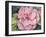 Pink Camilla-Mary Russel-Framed Giclee Print