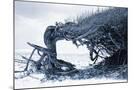 Wood Mount