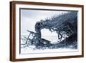 Brown Frame