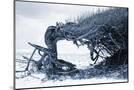 Wood Mount