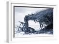 White Frame