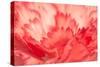 Pink Carnation Flower Petals-Yon Marsh-Stretched Canvas