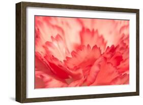 Pink Carnation Flower Petals-Yon Marsh-Framed Photographic Print