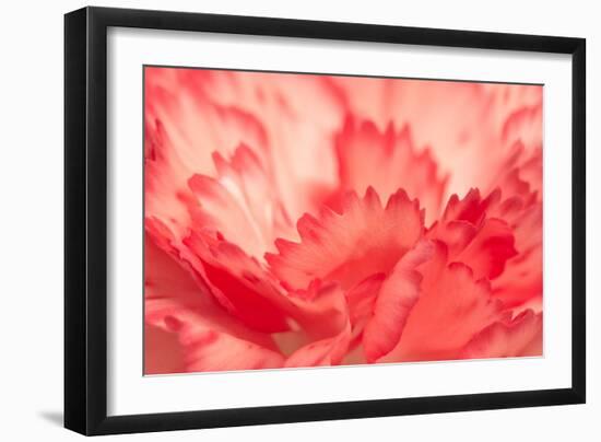 Pink Carnation Flower Petals-Yon Marsh-Framed Photographic Print