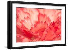 Pink Carnation Flower Petals-Yon Marsh-Framed Photographic Print