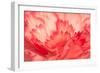 Pink Carnation Flower Petals-Yon Marsh-Framed Photographic Print