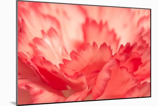 Pink Carnation Flower Petals-Yon Marsh-Mounted Photographic Print